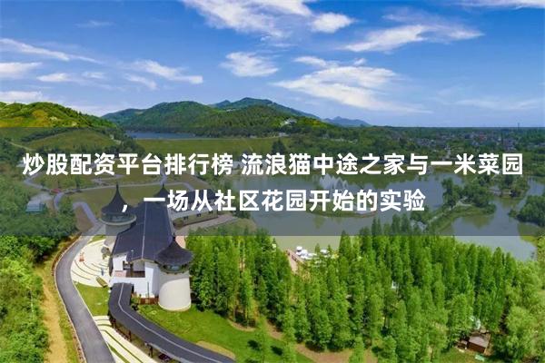 炒股配资平台排行榜 流浪猫中途之家与一米菜园，一场从社区花园开始的实验
